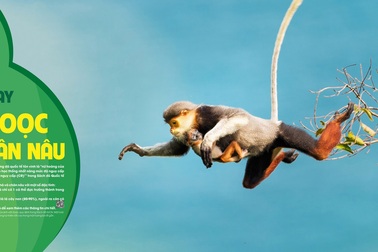 Đà Nẵng kêu gọi bảo vệ “nữ hoàng linh trưởng”