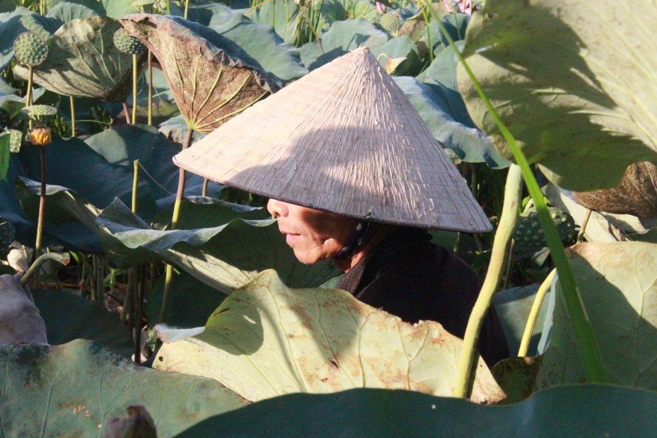 Hà Tĩnh: Kiếm tiền từ thu hoạch sen cuối vụ - 10 Hà Tĩnh: Kiếm tiền từ thu hoạch sen cuối vụ - 10