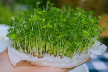 Giá rau tăng "chóng mặt", thử trồng rau mầm cho thu hoạch chỉ trong 5 ngày