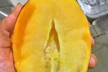 Cơn sốt dưa Pepino đem về cho chàng trai trẻ 20 triệu đồng/tháng