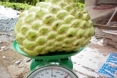 Trồng na 1kg/quả tại gia: 3 năm mới được ăn