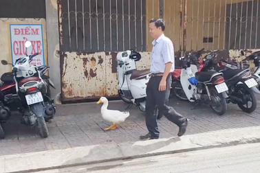 Kỳ lạ người đàn ông coi vịt như... thú cưng, cho đi dạo phố
