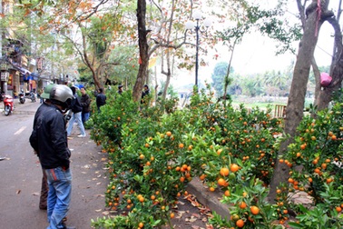 Hà Đông: Bán tháo hoa xuân