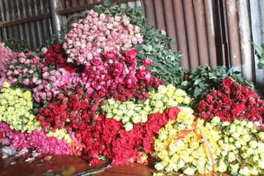 Cận lễ Tình nhân, hoa hồng Đà Lạt tăng giá gấp 3 lần