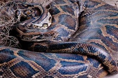 Trăn gấm quý hiếm nặng 100kg chết vì ung thư phổi