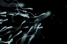 Xét nghiệm tinh dịch đồ tiết lộ điều gì về tình trùng?