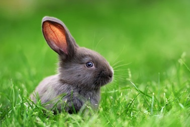 Biến cây trồng trong nhà thành “máy lọc không khí” nhờ DNA của… thỏ