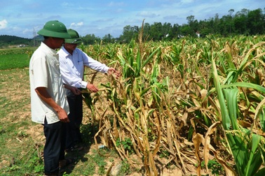 Nắng nóng kéo dài, nền sản xuất nông nghiệp bị đe dọa