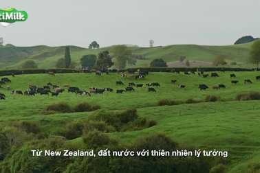 NutiMilk 100% sữa New Zealand bò ăn cỏ tự nhiên