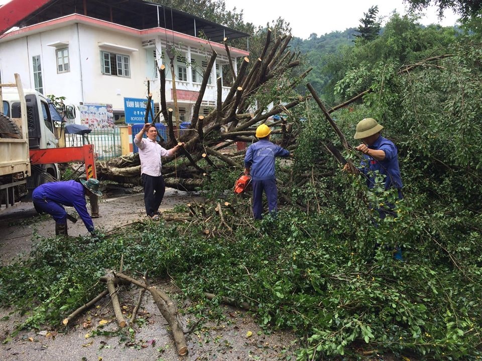 Gió lốc quật đổ hàng cây si cổ thụ bên đường - 7 Gió lốc quật đổ hàng cây si cổ thụ bên đường - 7