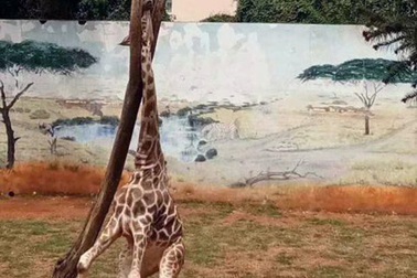 Hươu cao cổ chết bất ngờ vì kẹt cứng đầu trên cây cao