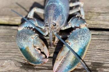 Tìm thấy tôm hùm đột biến với màu "kẹo bông" cực hiếm