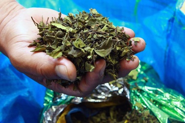 Đường đi của 2,5 tấn “lá khat” - loại ma túy mới cực độc