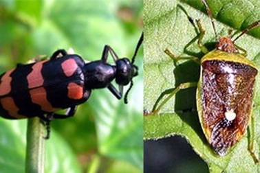 Nhập viện vì món ăn "độc lạ"