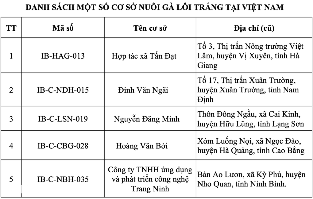 5 địa chỉ mua gà lôi trắng hợp pháp ở Việt Nam - 2 5 địa chỉ mua gà lôi trắng hợp pháp ở Việt Nam - 2