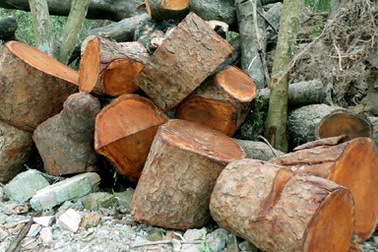 Hà Nội tiếp tục bán đấu giá loạt xà cừ bị chặt hạ