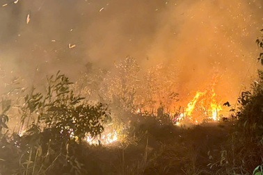 Vĩnh Phúc điều tra nguyên nhân gây cháy 30ha rừng trồng