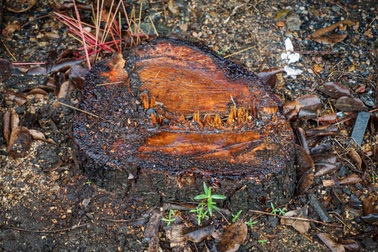 Công nhân hạ cây sưa nhưng không nói, chủ nhà tưởng trộm báo công an