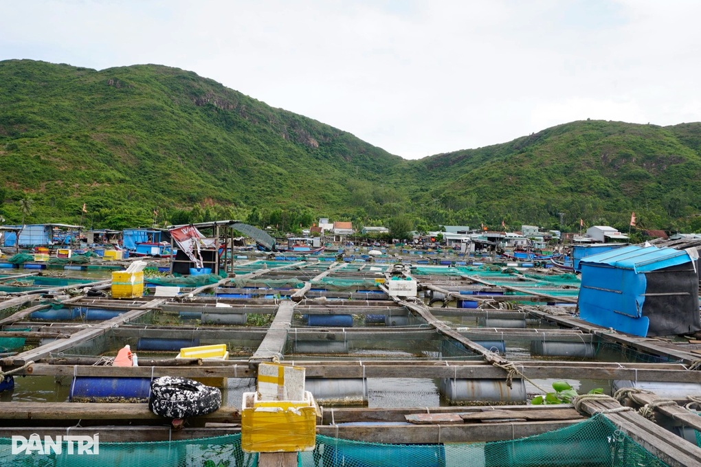 Chủ lồng cá vội bán lúa non, nín thở cầu bão Kalmaegi tan - 3 Chủ lồng cá vội bán lúa non, nín thở cầu bão Kalmaegi tan - 3
