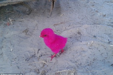 Nhốt gà con trong bịch nilon bán cho du khách