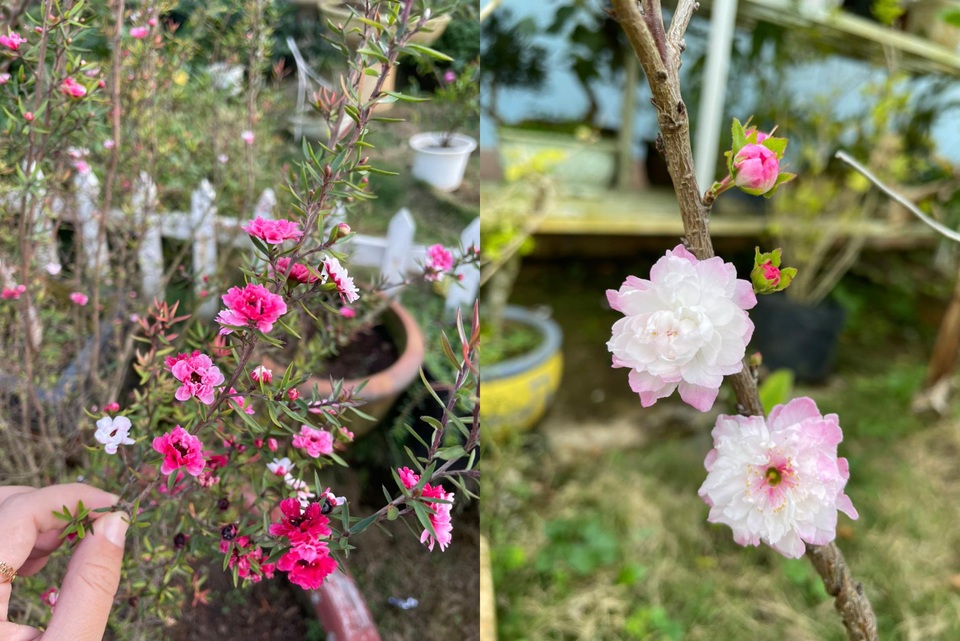 Vợ chồng Sài Gòn làm nhà vườn trốn khói bụi rộng 9.000m2 ở Đà Lạt - 8