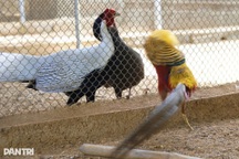 Bí kíp của người nuôi động vật hoang dã được Chủ tịch nước tặng huân chương