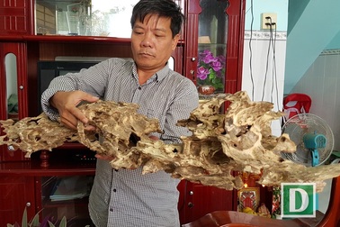 Những mẫu trầm có hình thù kỳ dị ở “xứ trầm” Khánh Hòa