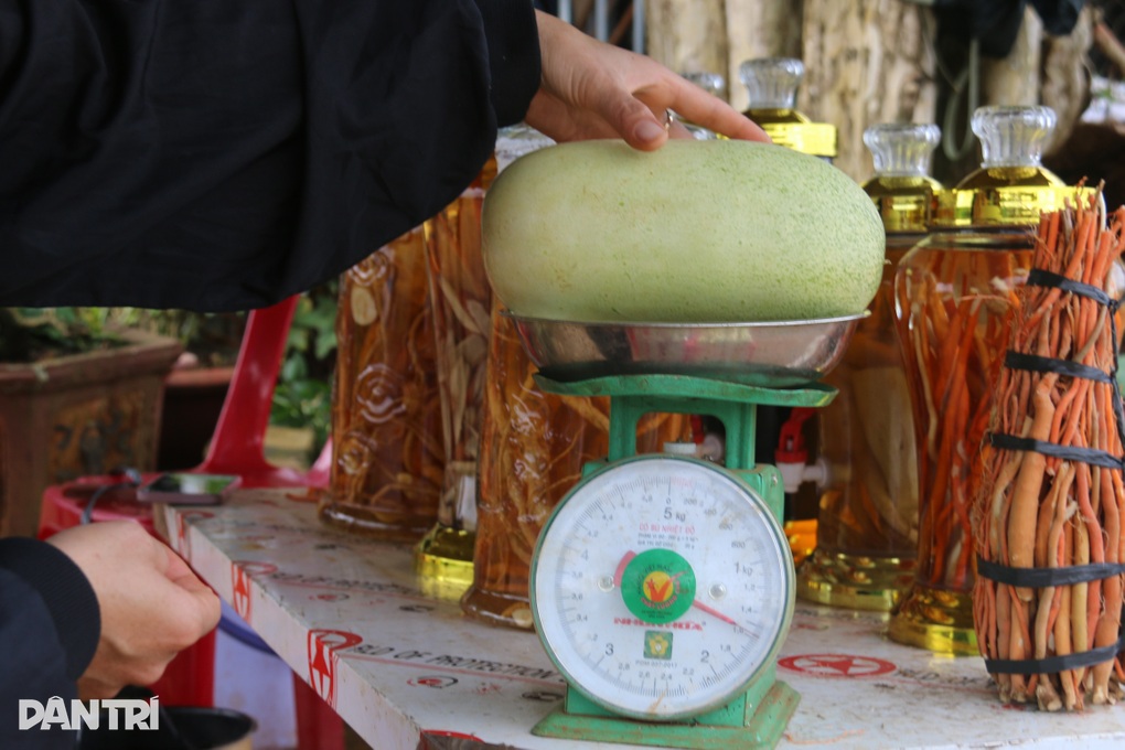 Trồng loại dưa chuột bán 40.000 đồng một trái, thu tiền triệu mỗi ngày - 3 Trồng loại dưa chuột bán 40.000 đồng một trái, thu tiền triệu mỗi ngày - 3