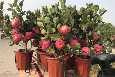 Bỏ tiền thật mua cây giả: Khi "thượng đế"... sập bẫy!