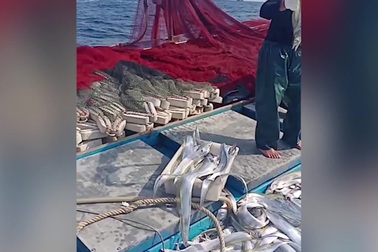 Ngư dân trúng đậm mẻ cá hố thu về tiền tỷ ngày cuối năm