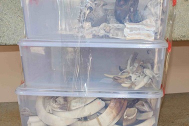 Tịch thu hàng loạt sản phẩm từ động vật hoang dã tại hộ gia đình