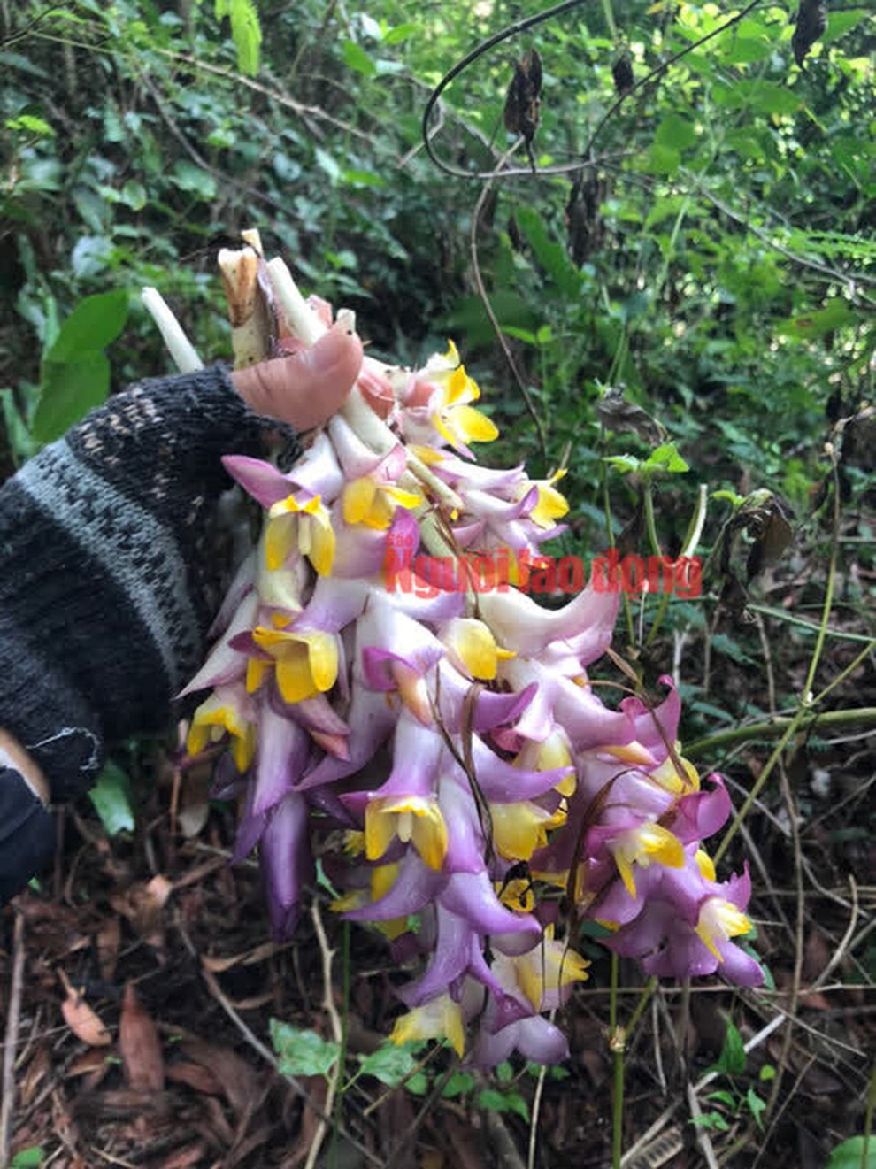 Bông giờ - quà độc lạ của mùa thu xứ Nẫu - 4 Bông giờ - quà độc lạ của mùa thu xứ Nẫu - 4