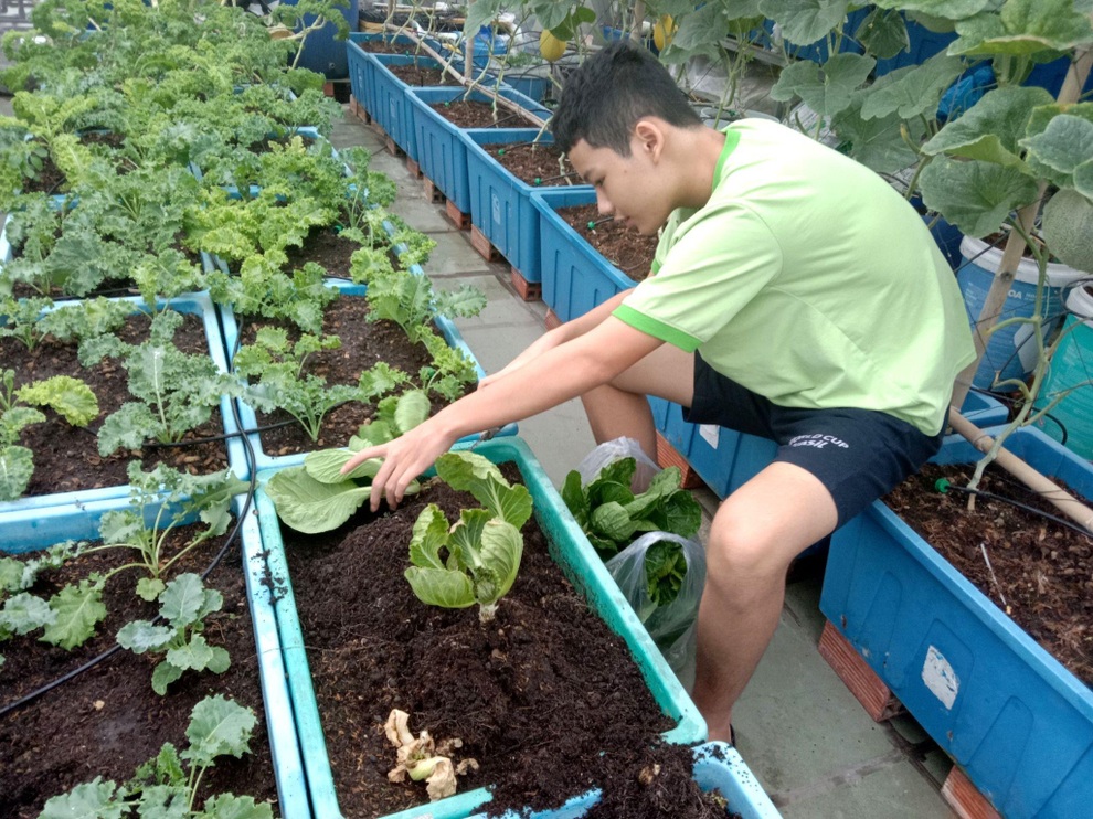 Ông bố mát tay làm vườn dưa lưới, thu hoạch 150kg/vụ ở Sài Gòn - 13