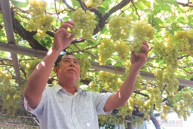 Từ gốc nho bạn tặng, nông dân Sài Gòn thu 500 triệu đồng/năm