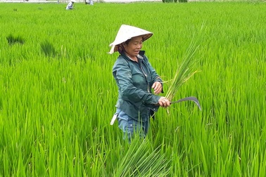 Thanh Hoá: Người dân điêu đứng, có nguy cơ trắng tay vì “lúa ma”