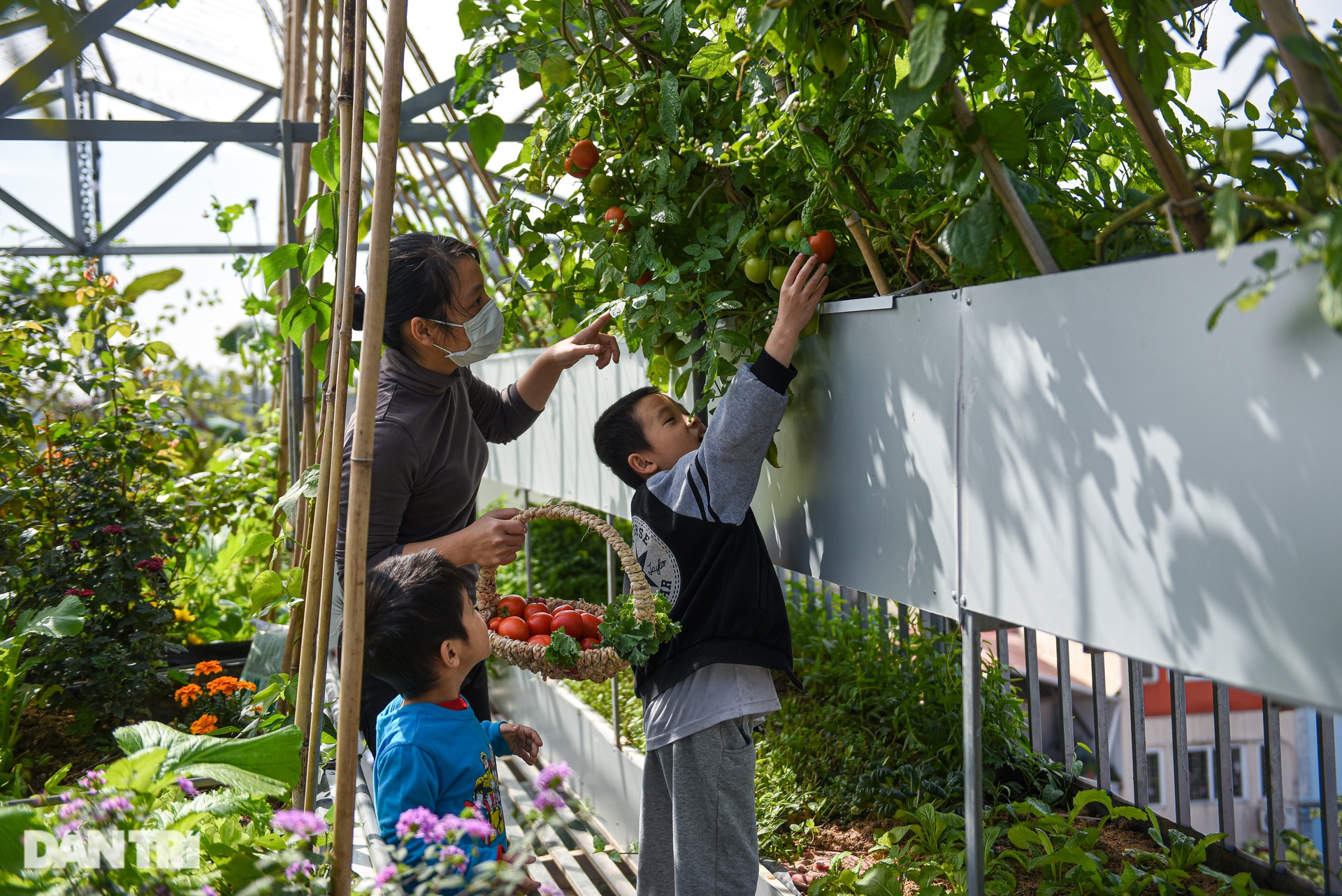 Vườn lười của gia đình ở Hà Nội: Gà đầy chuồng, cá, lươn bơi tung tăng - 9 Vườn lười của gia đình ở Hà Nội: Gà đầy chuồng, cá, lươn bơi tung tăng - 9