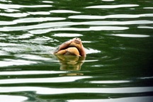 Cụ Rùa nổi đúng thời khắc khai mạc Đại lễ ngàn năm