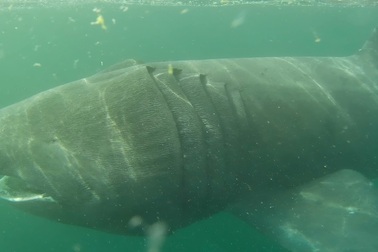 Hình ảnh hiếm về Cá nhám phơi nắng