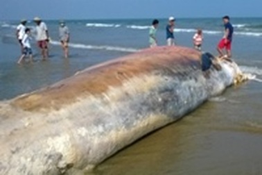 Xác cá voi dài hơn chục mét dạt vào bờ