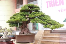 Hàng loạt “cụ” tùng la hán Nhật Bản tiền tỷ vượt biển về Việt Nam