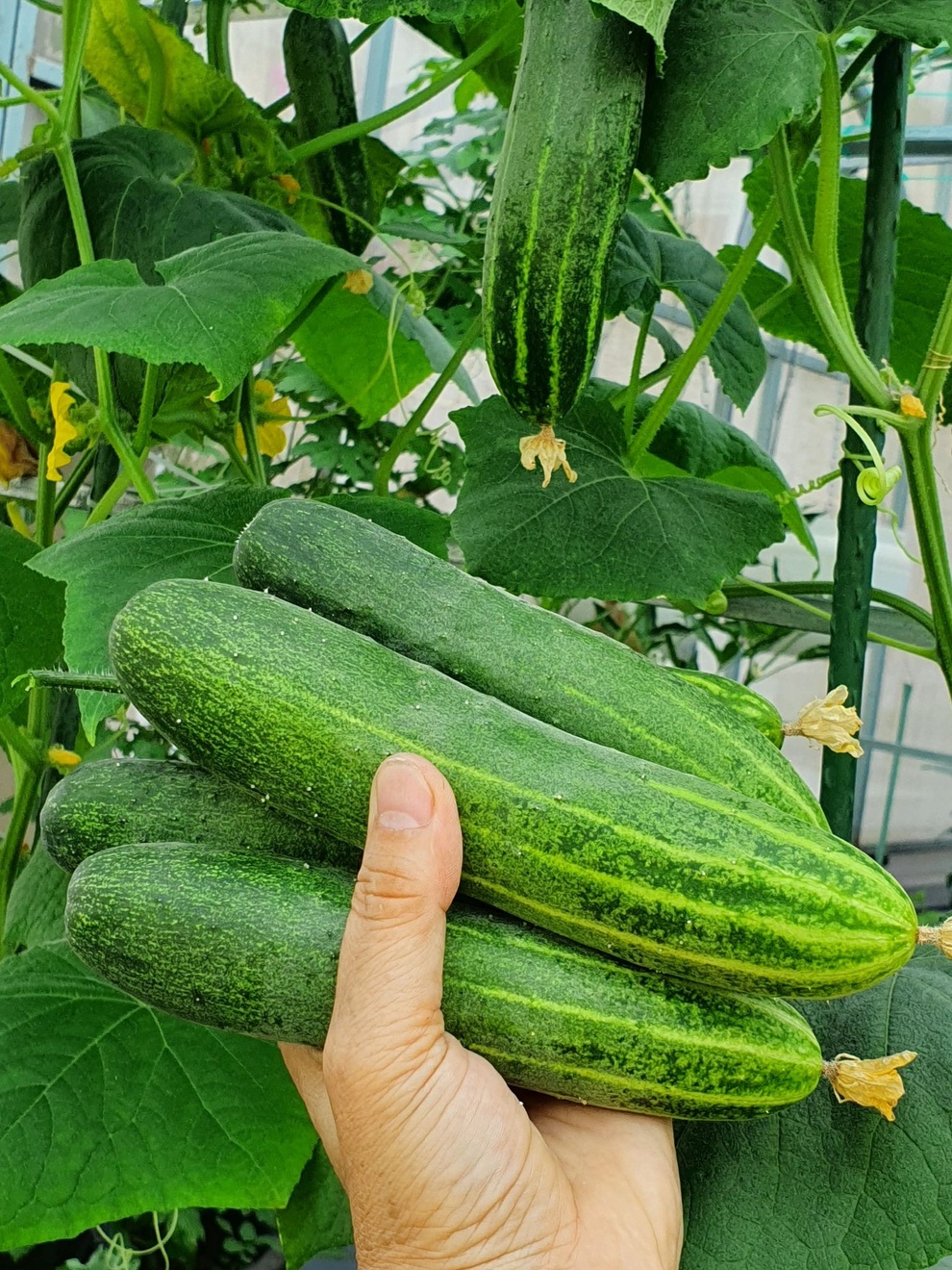 Vườn rau trái sum suê, thu hoạch mỏi tay của  nữ gia chủ ở Quy Nhơn - 8