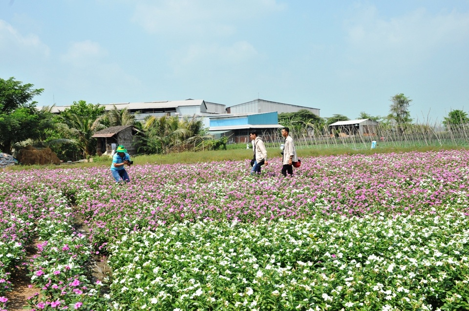 Ngất ngây với cánh đồng hoa dừa cạn ở An Giang - 16 Ngất ngây với cánh đồng hoa dừa cạn ở An Giang - 16