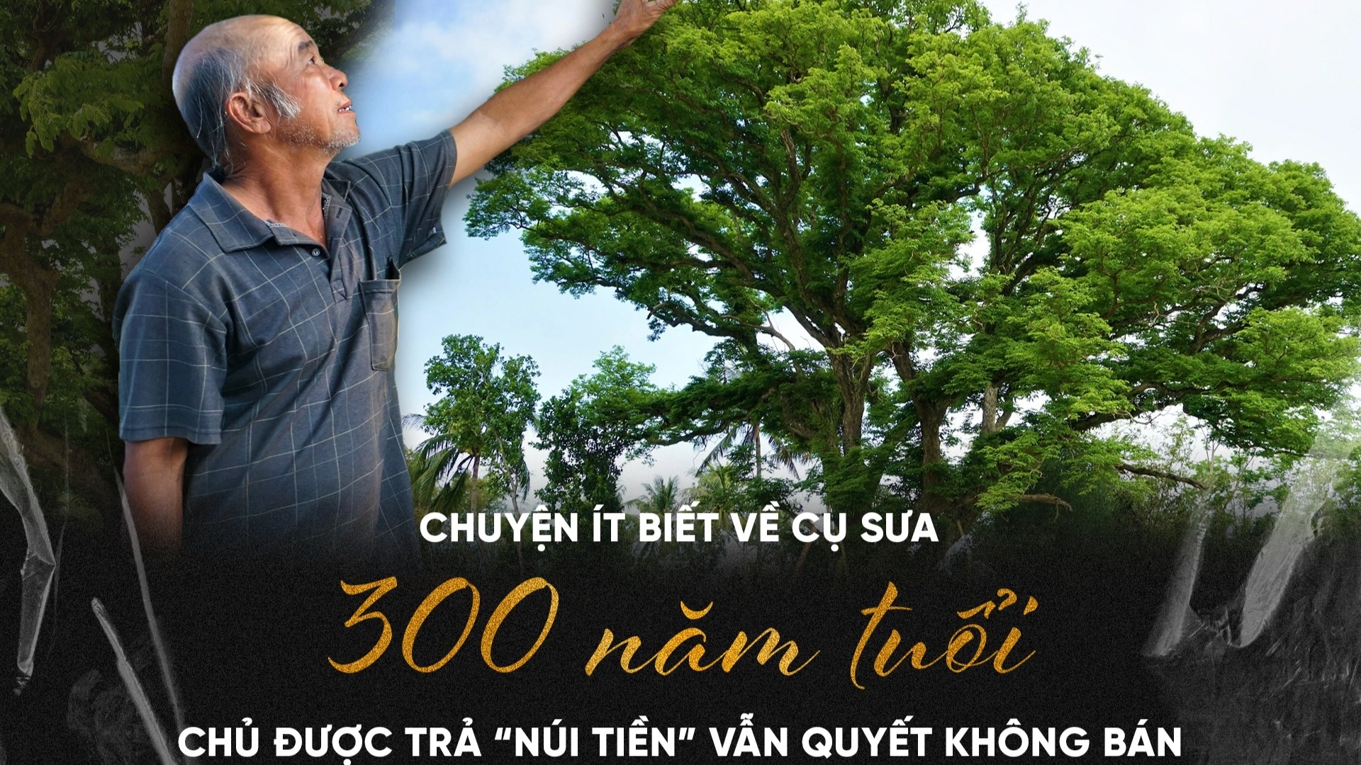 Cây sưa 300 năm tuổi, chủ được trả "núi tiền" vẫn quyết không bán