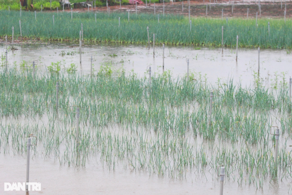 Người trồng rau màu nguy cơ mất trắng vì mưa lũ - 6 Người trồng rau màu nguy cơ mất trắng vì mưa lũ - 6