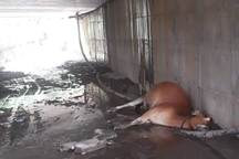 Một con bò bị điện giật chết dưới gầm cầu