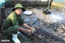 Lão nông thu nửa tỷ đồng mỗi năm từ nuôi ếch Thái