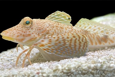 Loài cá "mọc chân" để tìm thức ăn ẩn trong cát