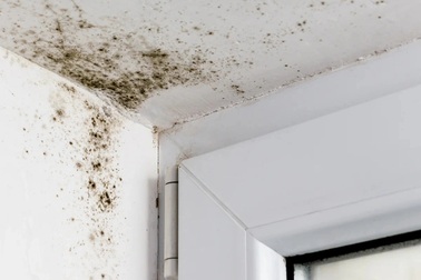 Nguy cơ sức khỏe từ nấm mốc trong nhà mùa mưa