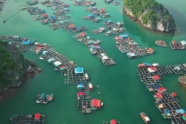 Leonardo DiCaprio kêu gọi du khách giữ gìn vịnh Lan Hạ