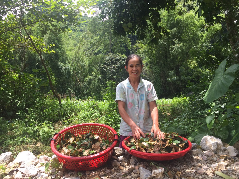 Độc đáo món bánh gai trong rằm tháng 7 của người Tày, Nùng ở Cao Bằng - 2 Độc đáo món bánh gai trong rằm tháng 7 của người Tày, Nùng ở Cao Bằng - 2